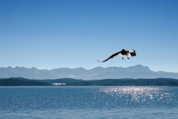 Alpen+Vogel